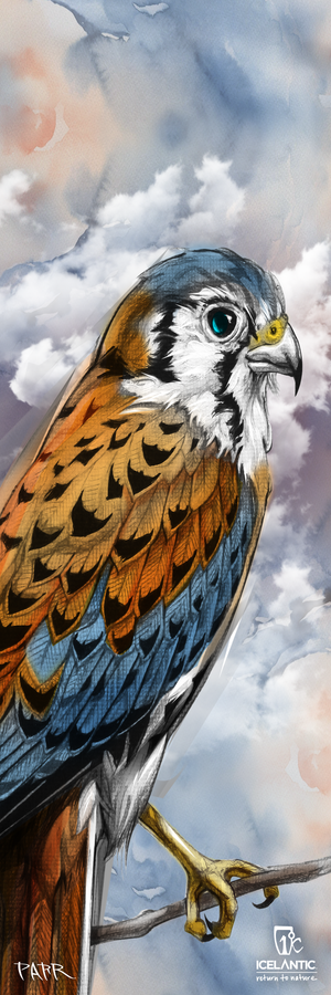 Experience the beauty of the American kestrel with the 23/24 Maiden 91 Fine Art Print by Icelantic. This detailed illustration features a kestrel perched on a branch against a cloudy sky, showcasing its striking brown, black, and white plumage. Perfect for collectors and enthusiasts, this fine art print includes the Icelantic logo in the bottom right corner.