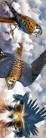 Experience the vibrant energy of "23/24 Maiden Freeride Fine Art Print" by Icelantic, featuring three American kestrels—one perched gracefully on a branch, another soaring with outstretched wings, and a stunning close-up highlighting the bird’s blue and orange plumage—set against a dramatic cloudy sky. Perfect for fine art collectors, this giclee print on wrapped canvas brings to life the captivating beauty of these remarkable birds.