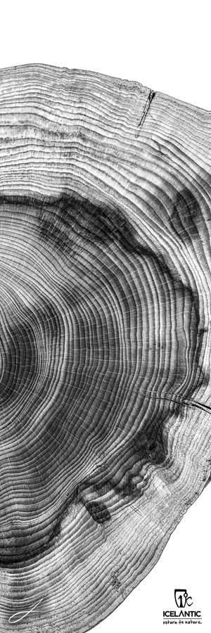 Black-and-white close-up of tree rings, capturing detailed wood grain patterns. Offered as the 23/24 Mystic 97 Fine Art Print by Icelantic, this piece features the Icelantic logo and the phrase “return to nature” in the lower right corner.