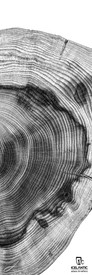 Black-and-white close-up of tree rings, capturing detailed wood grain patterns. Offered as the 23/24 Mystic 97 Fine Art Print by Icelantic, this piece features the Icelantic logo and the phrase “return to nature” in the lower right corner.