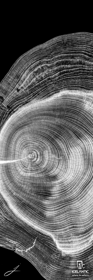 A black and white close-up of a tree trunk cross-section, showcasing detailed annual rings, is beautifully featured in the "23/24 Natural 101 Fine Art Print" by Icelantic. This striking artwork allows every intricate detail to stand out, with “Icelantic” and its logo displayed at the bottom right.