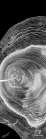 A black and white close-up of a tree trunk cross-section, showcasing detailed annual rings, is beautifully featured in the "23/24 Natural 101 Fine Art Print" by Icelantic. This striking artwork allows every intricate detail to stand out, with “Icelantic” and its logo displayed at the bottom right.