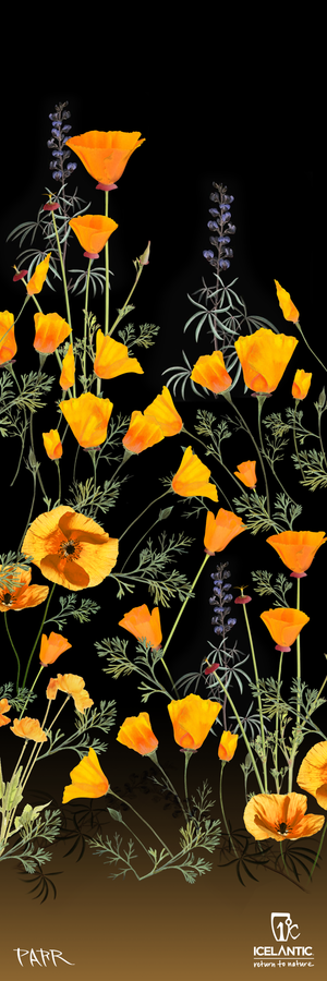 Tall, vibrant orange poppies and slender purple flowers with delicate green leaves on a black background are beautifully rendered in the striking 23/24 Nia Pro 105 Fine Art Print by Icelantic; both the “Icelantic” brand name and a signature appear at the bottom.