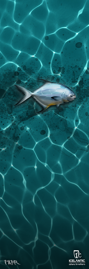 A single silver fish glides through clear, sunlit turquoise water, with ripple patterns and dramatic black ink-like splashes surrounding it. This captivating scene is showcased in the Icelantic 23/24 Shaman 2.0 99 Fine Art Print, featuring crisp giclee quality and displaying the brand’s logo and artist signatures in the lower corners.