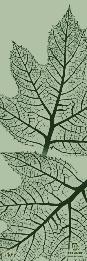 Two large, intricately detailed leaves with visible vein structures stand out against a light green background. In the bottom right corner, the Icelantic Skis logo and the phrase "return to nature" are displayed. Perfect for any space, the 24/25 Mystic 97 Fine Art Print is available as a premium print or as an eye-catching wrapped canvas.
