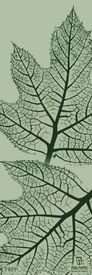Two large, intricately detailed leaves with visible vein structures stand out against a light green background. In the bottom right corner, the Icelantic Skis logo and the phrase "return to nature" are displayed. Perfect for any space, the 24/25 Mystic 97 Fine Art Print is available as a premium print or as an eye-catching wrapped canvas.