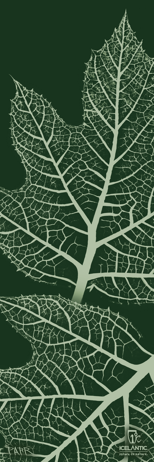 Two green leaves with detailed vein patterns rest on a dark green background. In the bottom right corner, a small white ICELANTIC Skis logo and the phrase "Return to Nature" appear. The 24/25 Natural 101 Fine Art Print is available as both fine art and stunning giclee prints, making it perfect for bringing nature indoors.