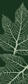 Two green leaves with detailed vein patterns rest on a dark green background. In the bottom right corner, a small white ICELANTIC Skis logo and the phrase "Return to Nature" appear. The 24/25 Natural 101 Fine Art Print is available as both fine art and stunning giclee prints, making it perfect for bringing nature indoors.