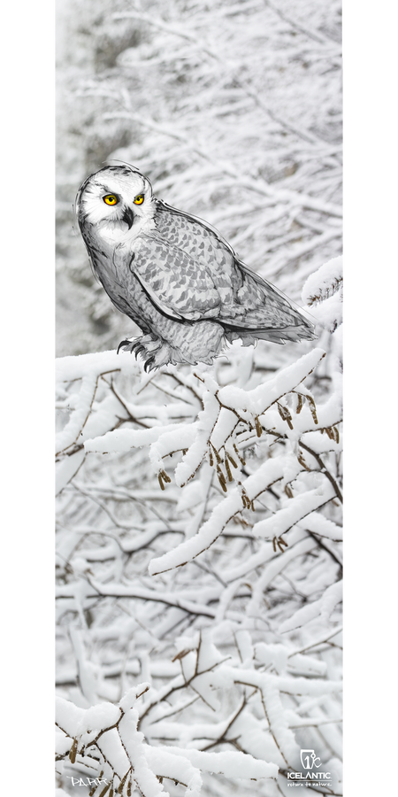 A snowy owl with bright yellow eyes perches on a snow-covered branch, seamlessly blending into a tranquil winter landscape of white trees—a serene moment beautifully captured in the Icelantic 18/19 Mystic 97 Fine Art Print, available as exquisite wrapped canvas or giclee art prints.