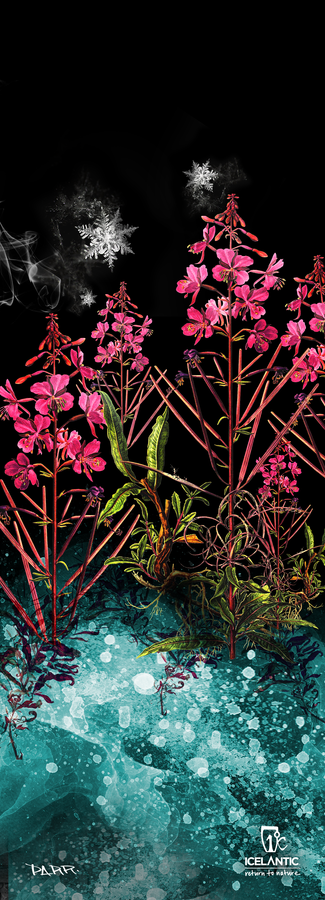 Vivid pink wildflowers with lush green leaves rise from an icy blue and snowy foreground in this captivating giclee print. White snowflakes drift above, standing out against a dramatic black backdrop. The "Icelantic Skis" logo and the "20/21 Nia Pro Fine Art Print" title appear at the bottom, making this artwork an ideal choice for fine art prints or wrapped canvas displays.